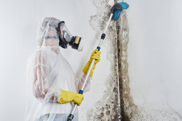 Best Mold Remediation  in Independence, VA