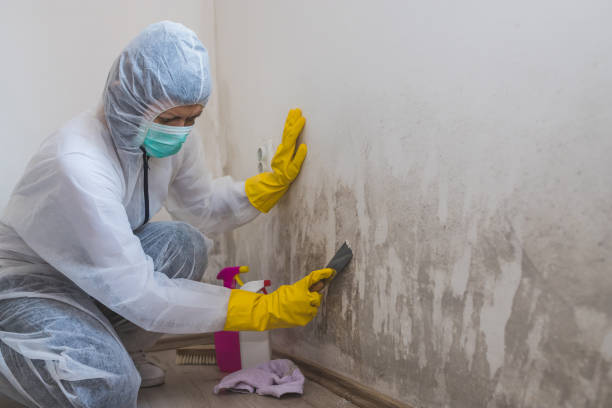 Office Mold Removal Services in Independence, VA