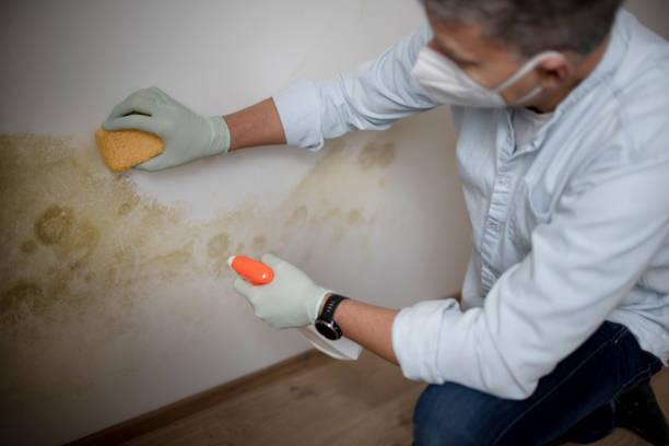 Best Mold Remediation  in Independence, VA