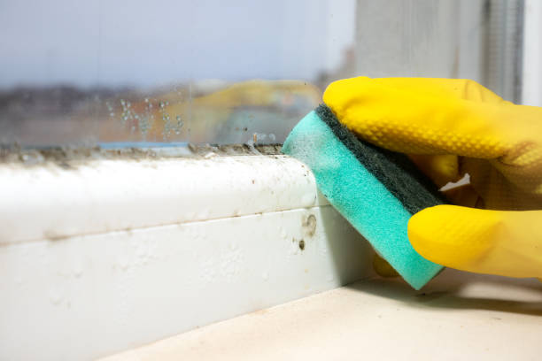 Best Mold Testing  in Independence, VA