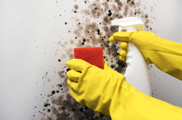 Best Best Mold Removal Companies  in Independence, VA