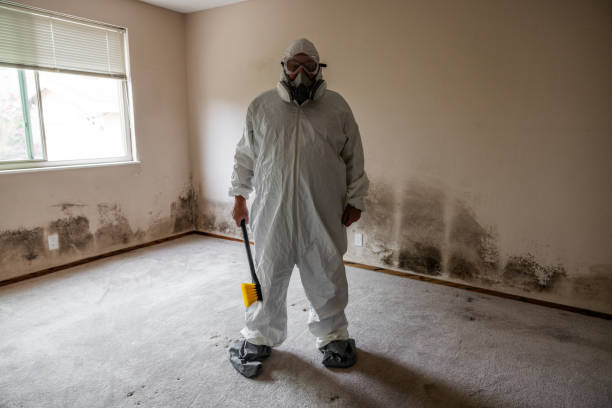 Best Toxic Mold Removal  in Independence, VA
