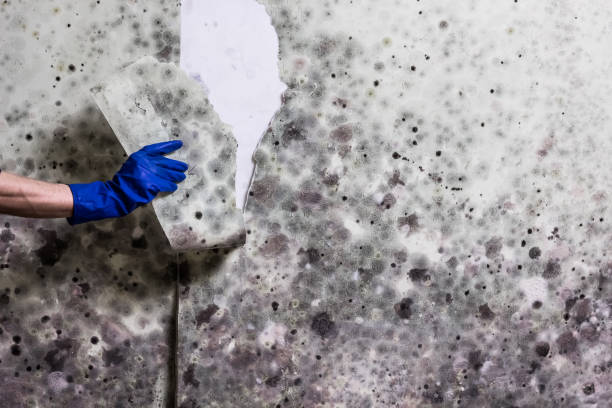 Best Professional Mold Removal  in Independence, VA