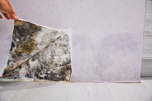 Best Crawl Space Mold Removal  in Independence, VA